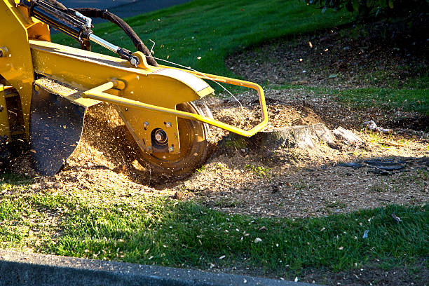 Why Choose Our Tree Removal Services in Ottumwa, IA?