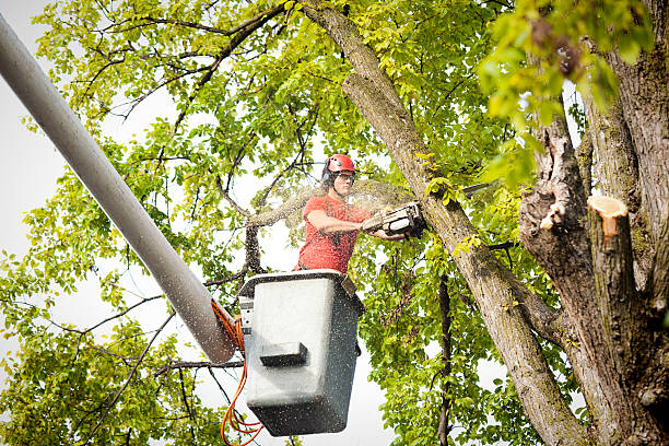 Ottumwa, IA  Tree Services Company